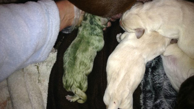 Picture 1 of Strangely the dog was born with incredible blue fur