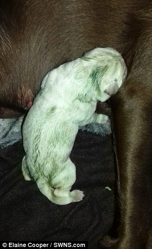 Picture 2 of Strangely the dog was born with incredible blue fur