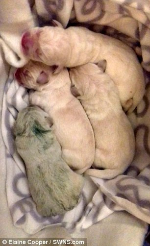 Picture 3 of Strangely the dog was born with incredible blue fur