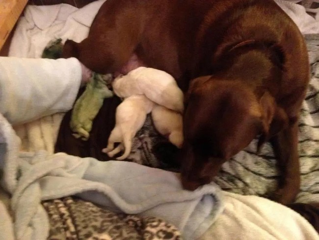 Picture 4 of Strangely the dog was born with incredible blue fur