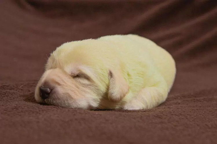 Picture 5 of Strangely the dog was born with incredible blue fur