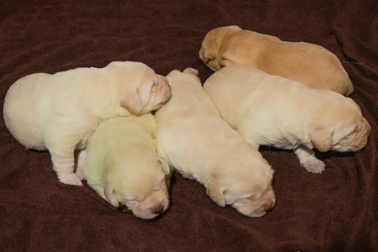 Picture 7 of Strangely the dog was born with incredible blue fur
