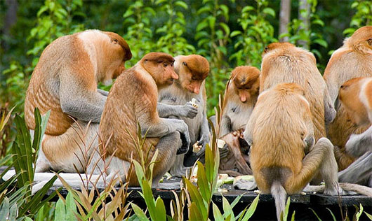Picture 4 of Strangely the monkey has a long nose and mimics like a cow