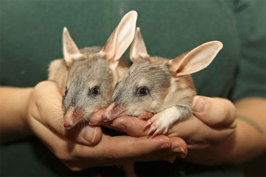 Picture 4 of Strangely, the mouse has giant ears