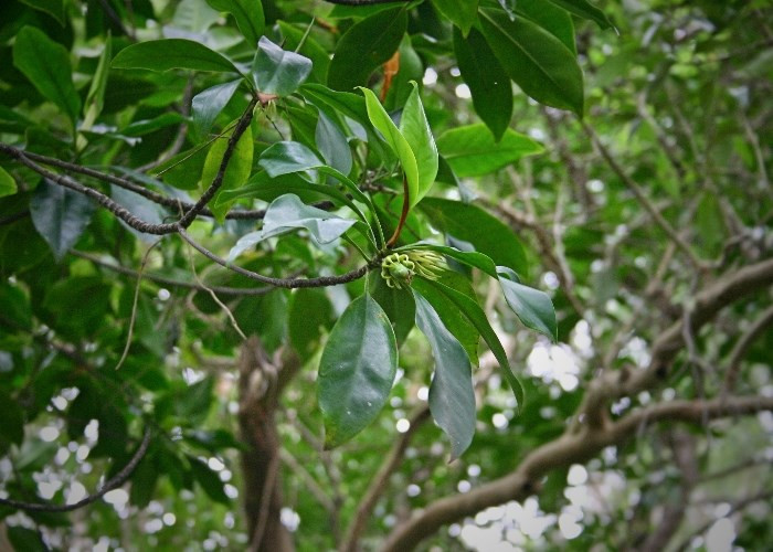 Picture 4 of Strangely the only tree species in Vietnam has a special ability: Born and raised