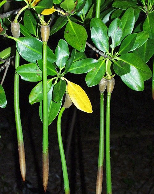 Picture 5 of Strangely the only tree species in Vietnam has a special ability: Born and raised