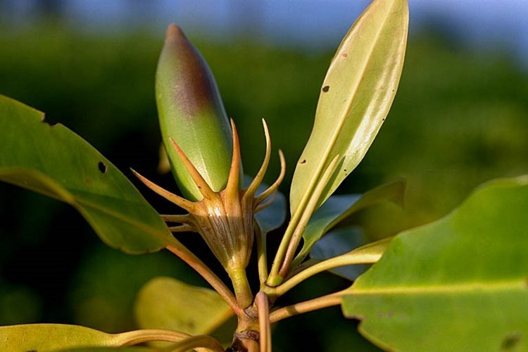 Picture 6 of Strangely the only tree species in Vietnam has a special ability: Born and raised