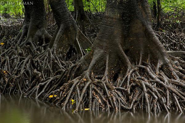 Picture 7 of Strangely the only tree species in Vietnam has a special ability: Born and raised