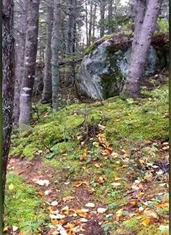Picture 1 of Strangely the phenomenon of 'the forest knows how to breathe' in Canada