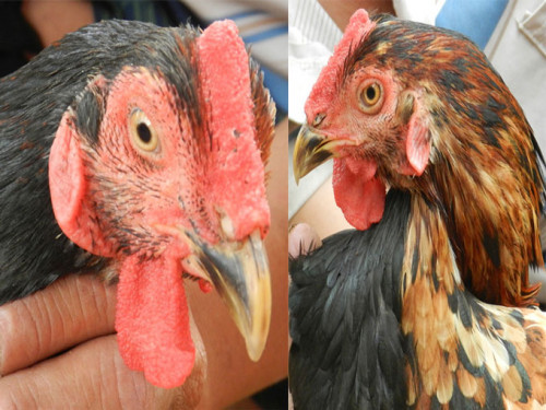 Picture 4 of Strangely the rooster had a