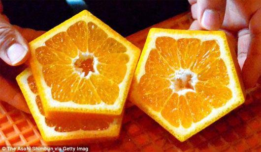 Picture 1 of Strangely, there are incomparable pentagonal oranges