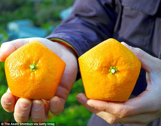 Picture 2 of Strangely, there are incomparable pentagonal oranges