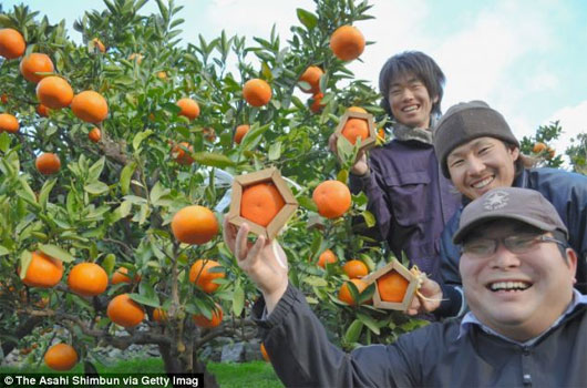 Picture 3 of Strangely, there are incomparable pentagonal oranges