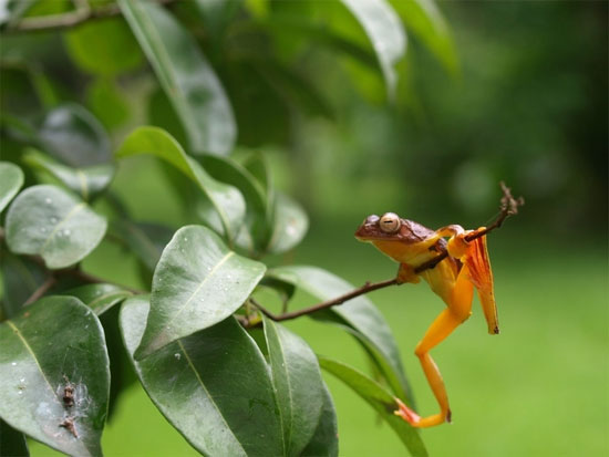 Picture 10 of Strangely, Vietnamese frogs suddenly change color when mating