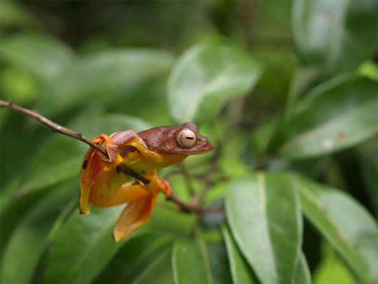 Picture 12 of Strangely, Vietnamese frogs suddenly change color when mating
