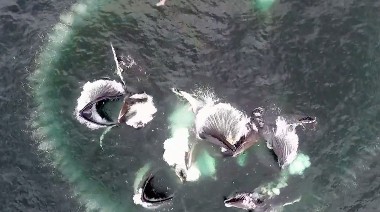 Picture 1 of Strategy to encircle prey with whale's bubble nets