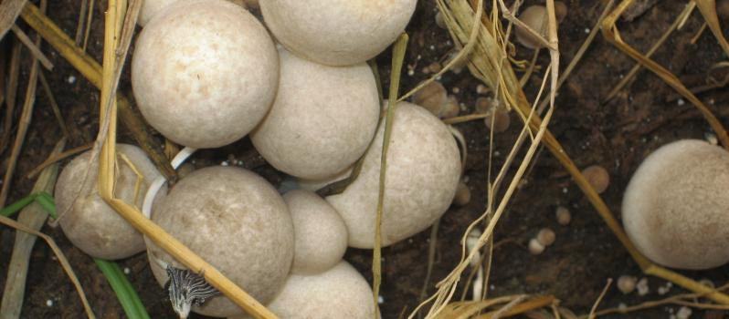 Picture 5 of Straw mushroom: Instructions for planting and harvesting