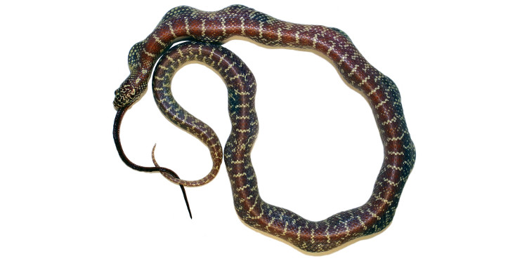 Picture 1 of Strengthens secrets to help snakes swallow big snakes
