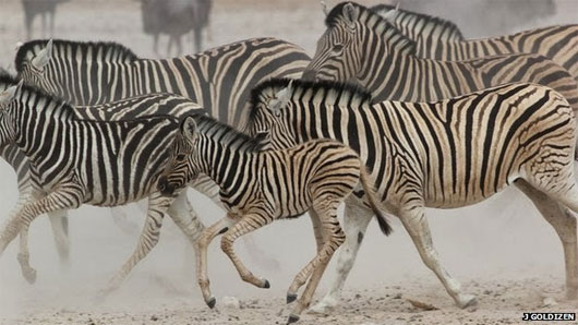 Picture 1 of Striped on his zebra is decoded