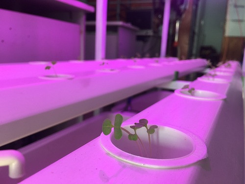 Picture 2 of Students bring smart agriculture out ... island