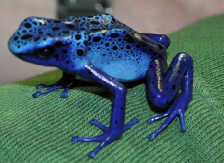 Picture 1 of Students create 'killer frogs' in the laboratory
