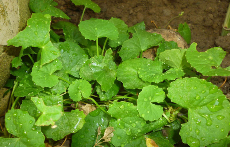 Picture 3 of Study detoxifying leaves of cheek fingers