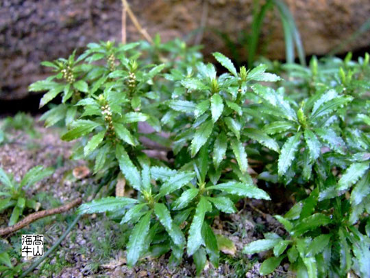 Picture 1 of Study drugs from Alzheimer's herbal remedies