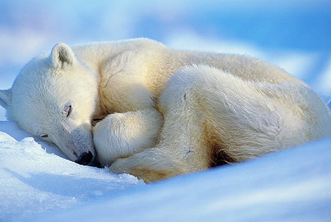 Picture 1 of Study hibernating bears to save people