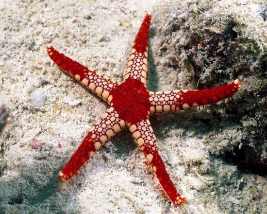 Picture 1 of Study the impact of noise on marine life