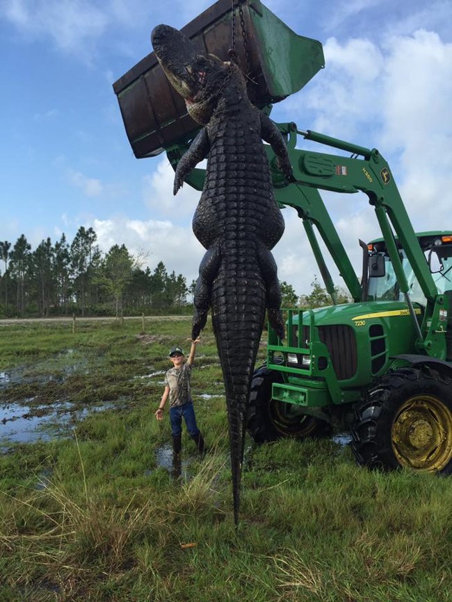 Picture 1 of Stun with 4m long giant crocodile