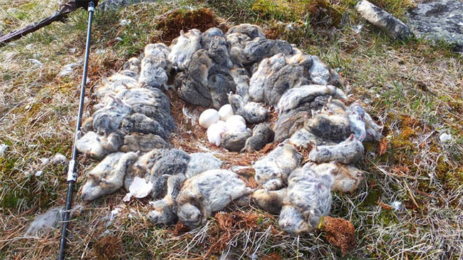 Picture 1 of Stun with the way snow owls store food for young birds
