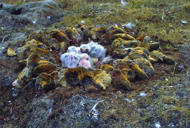 Picture 2 of Stun with the way snow owls store food for young birds
