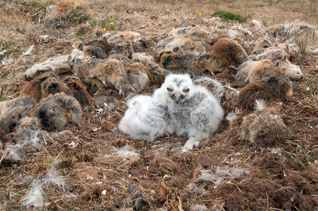Picture 3 of Stun with the way snow owls store food for young birds