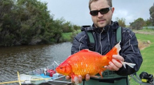 Picture 1 of Stunned a lot of giant goldfish up to 40cm long