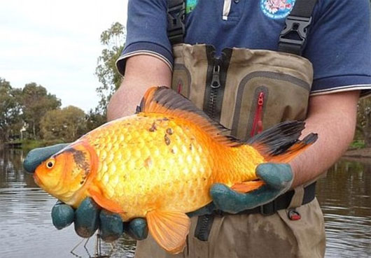 Picture 2 of Stunned a lot of giant goldfish up to 40cm long