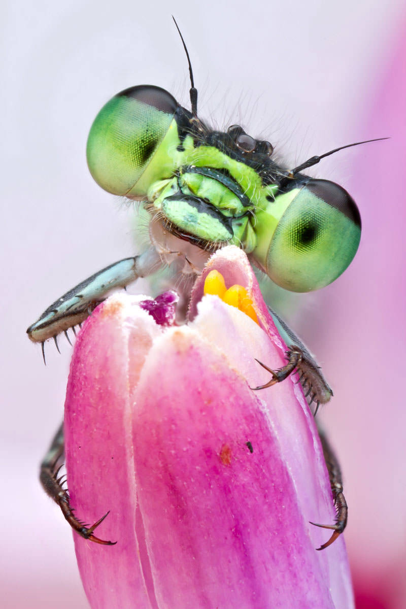 Picture 10 of Stunned insect faces of Colin Hutton