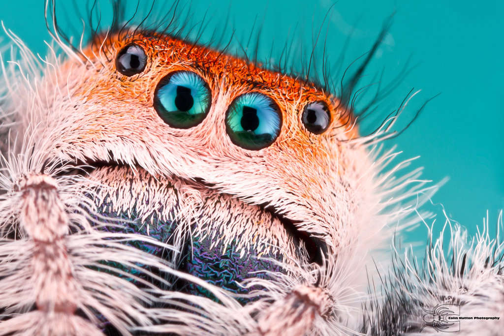 Picture 8 of Stunned insect faces of Colin Hutton