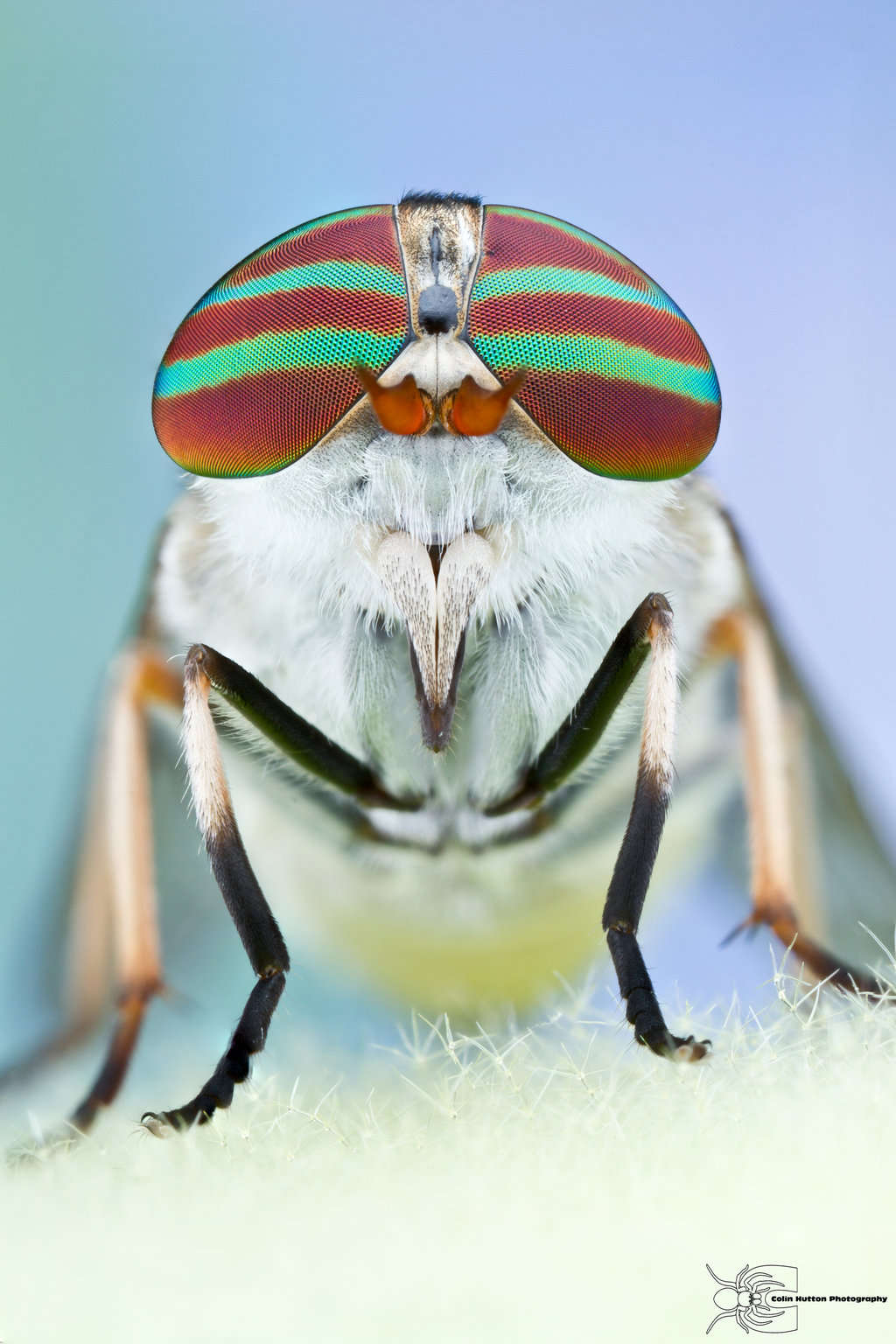 Picture 9 of Stunned insect faces of Colin Hutton