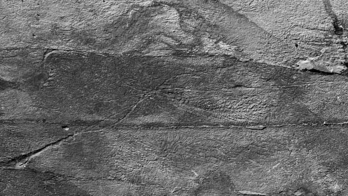 Picture 2 of Stunned the 570 million-year-old organ-less, 'networked' monster with silk