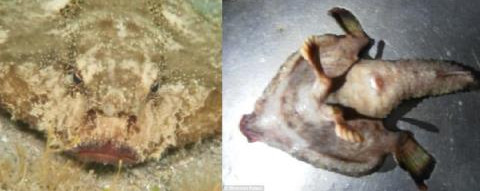 Picture 4 of Stunned to discover strange sharks in Mexico