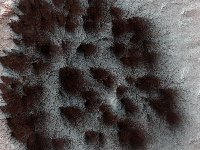 Picture 1 of Stunned to find giant spiders on Mars?