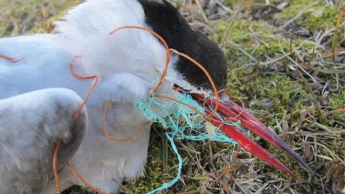Picture 3 of Stunned when 1 liter of Arctic ice contains 234 pieces of trash