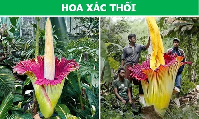 Picture 1 of Stunned with plants possessing 'super powers'