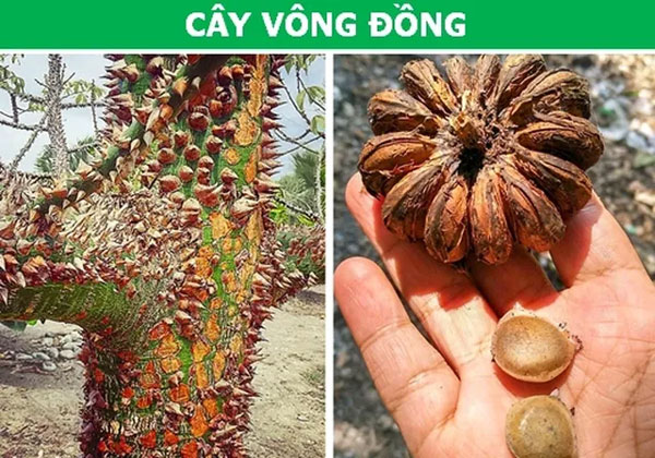 Picture 2 of Stunned with plants possessing 'super powers'