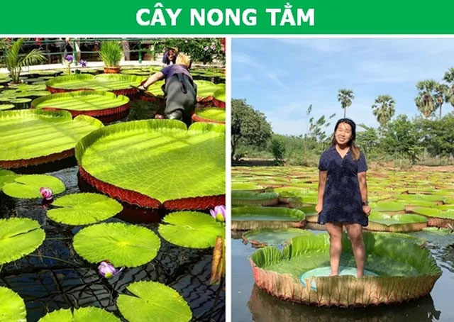 Picture 4 of Stunned with plants possessing 'super powers'
