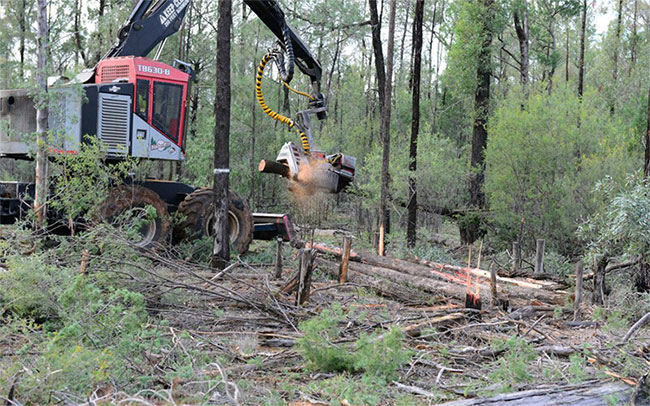 Picture 2 of Stunned with the loss of forest trees on Earth: 1 minute missed 40 football fields