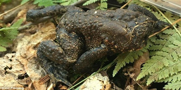Picture 1 of Stunned with the strange toad without head still jumping jubilantly