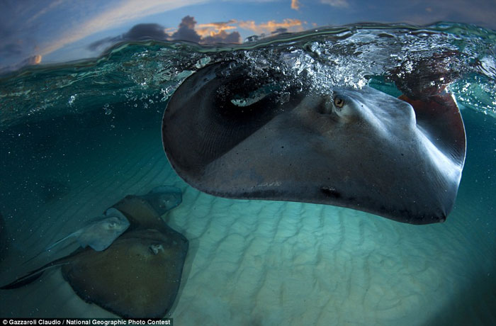 Stunning photos in National Geographic competition images 11