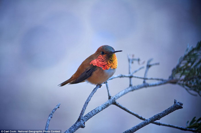 Stunning photos in National Geographic competition images 12