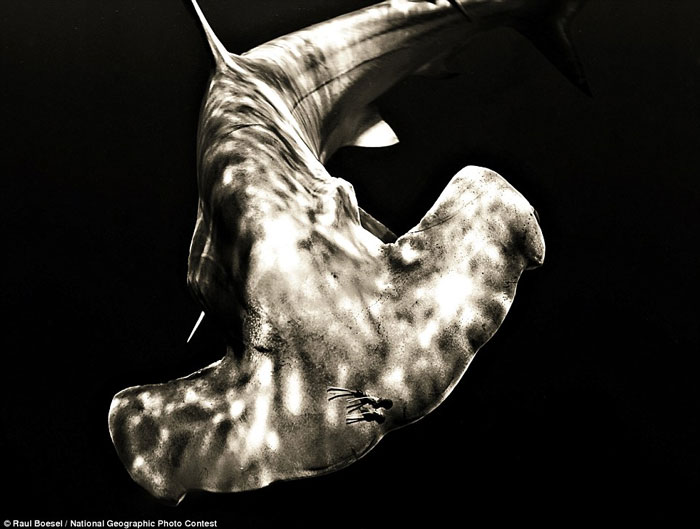 Stunning photos in National Geographic competition images 6